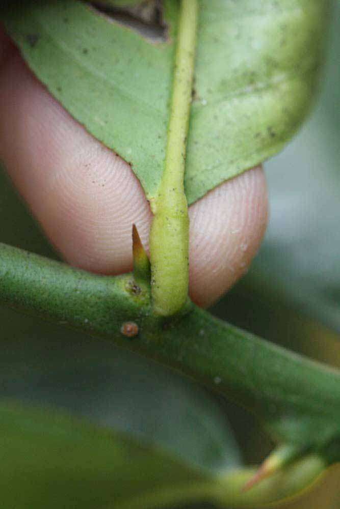              Petiole (Riverside, CA)       